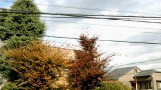 庭木の伐採費用の相場は?
