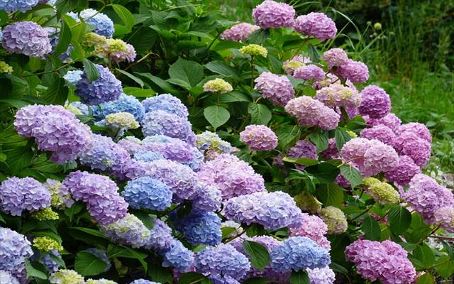 アジサイ 紫陽花 を剪定する方法と時期 花が咲かないのはどうして お庭ブログ