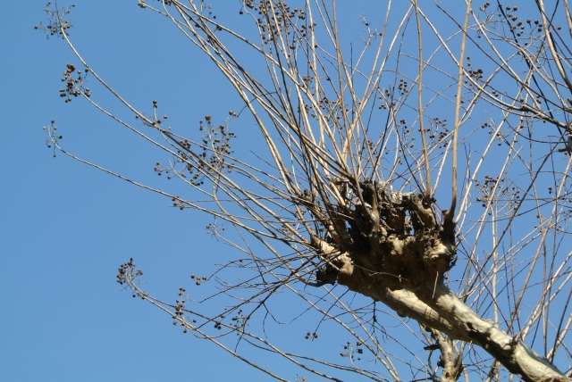 サルスベリを剪定する方法 花が咲かない理由は お庭ブログ
