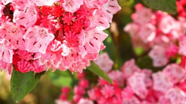 サルスベリを剪定する方法 花が咲かない理由は お庭ブログ