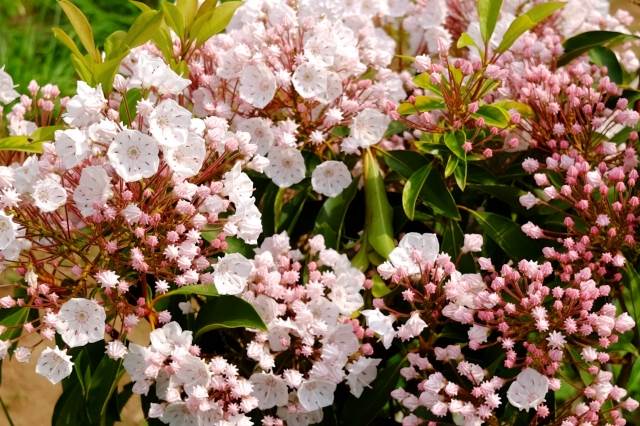 カルミアの花が咲かない原因は 剪定方法と時期はいつ頃 お庭ブログ